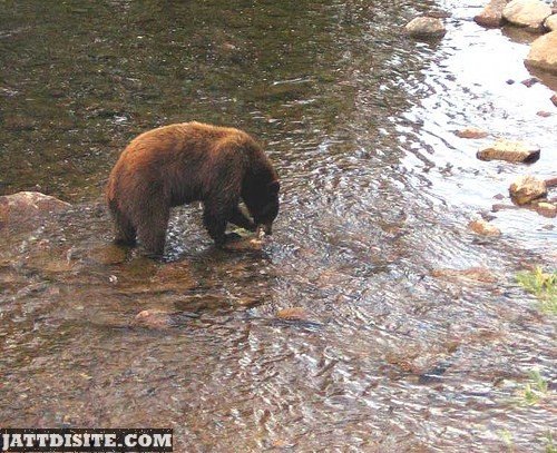 Bear Eating Fish