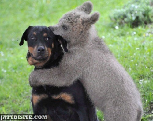 Bear Hugs Dog