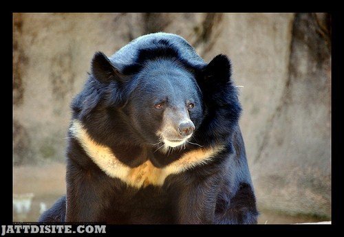 Bear With White Band Hair