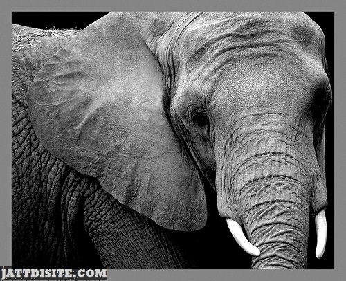 Beautiful African Wild Elephant