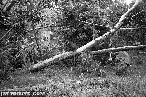 Black And White Shot OF Guenon