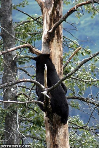 Black Bear Trying To Climb The Tree