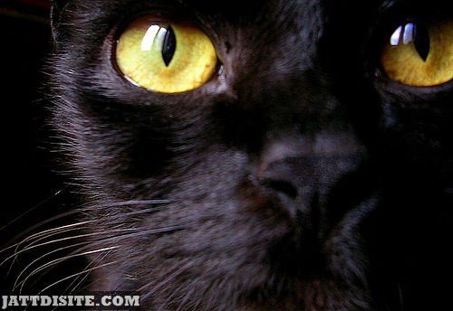 Black Cat With Yellow Eyes
