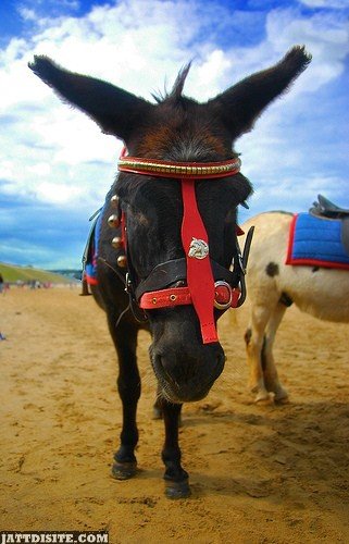 Black Donkey With Red Tack