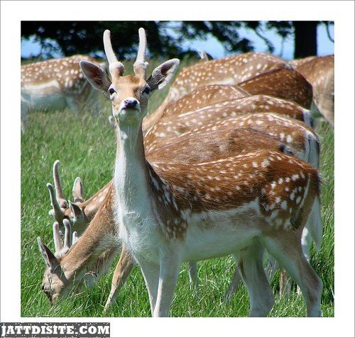 British Deer Looks Out For Herd