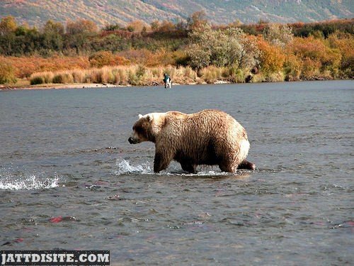 Brown Bear Looking For Food In River