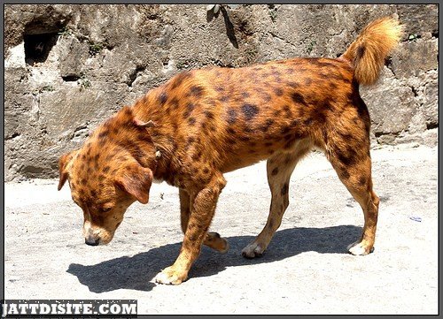 Brown Dog With Black Spots