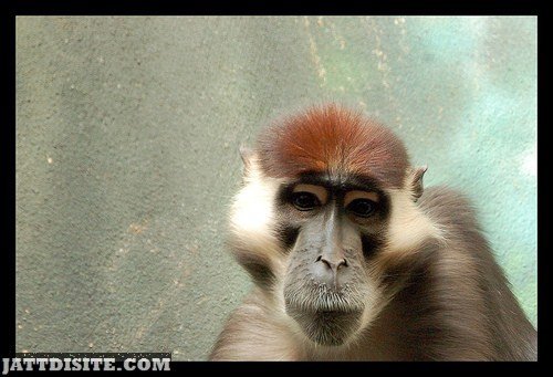 Brown Haired Mangabey Monkey