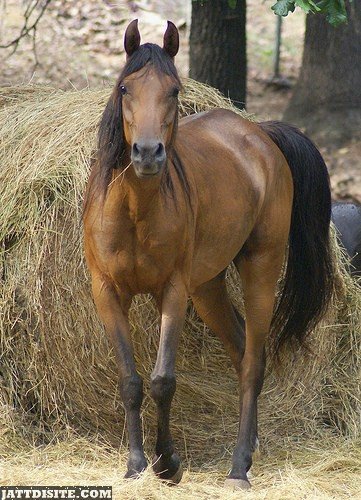 Brown Horse With Long Black Tail Hair