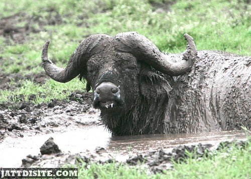 Buffalo Covered With Mud