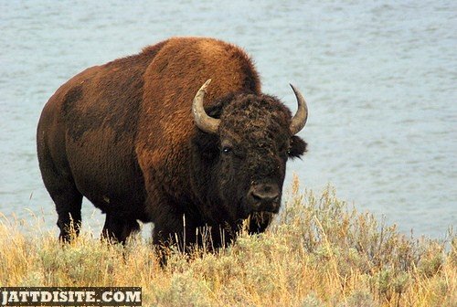 Buffalo With Big Sharp Horns