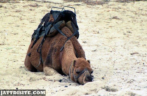 Camels Taking Rest