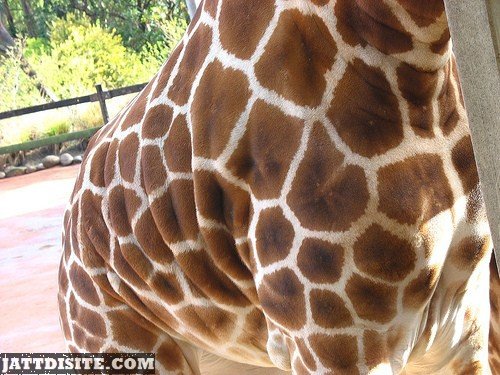 Close Up Of Giraffe Torse