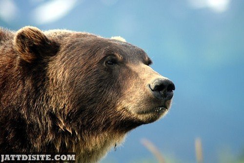 Close Up Of Grizzly Bear