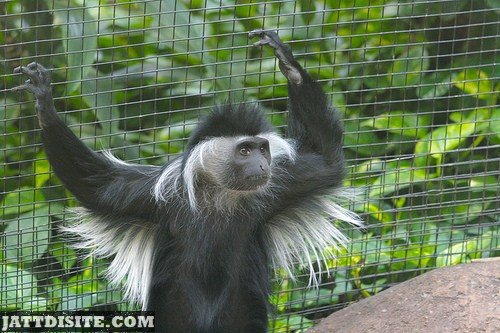 Colobus Holding Steel Bars