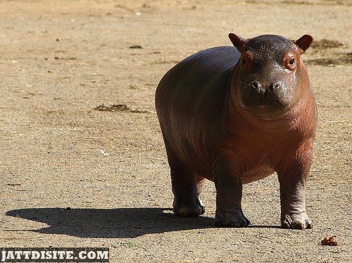 Cute Babby Hippopotamus
