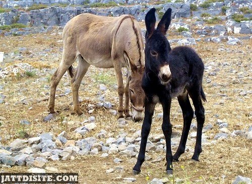 Cute Black Donkey