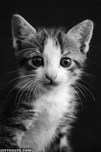 Cute Little Cat - JattDiSite.com