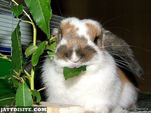 Cute Rabbit Munches Green Plant