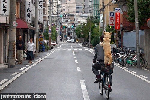 Dog Riding On Cycle