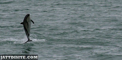 Dolphin Enjoying In The Sea
