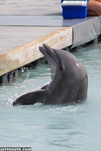 Dolphin In The Pool