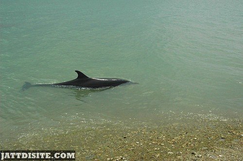 Dolphin Near The Sea Shore