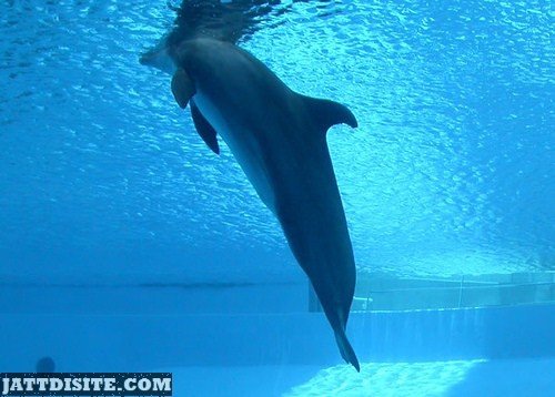 Dolphin Swimming In The Pool