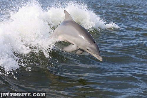 Dolphin Swimming With The Waves