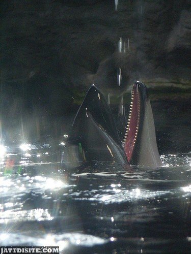 Dolphin With Bunch Of Teeths