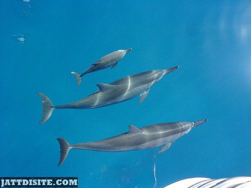 Dolphins In The Deep Sea Water