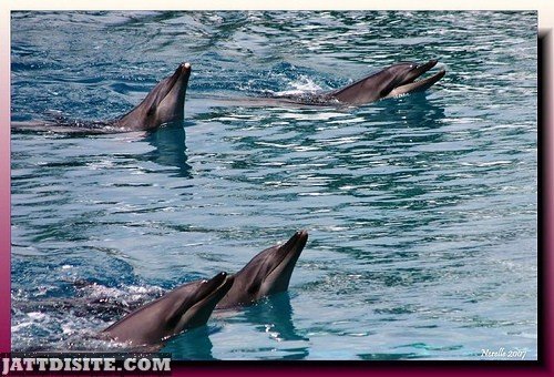Dolphins Performing In The Pool