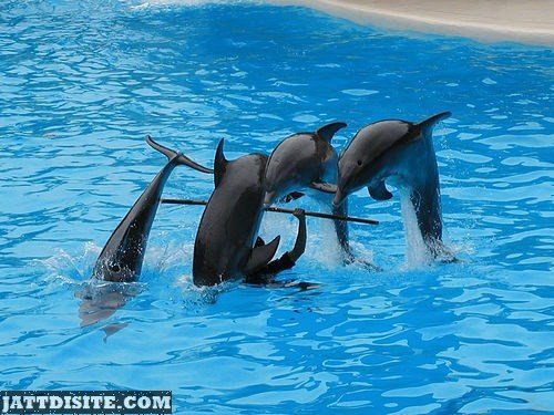 Dolphins Playing In The Pool