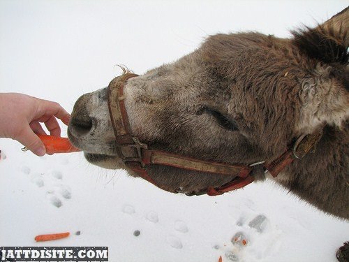Donkey Eating Carrot