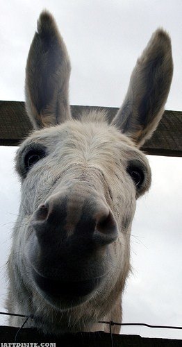 Donkey Looking Outside From The Wood Fence