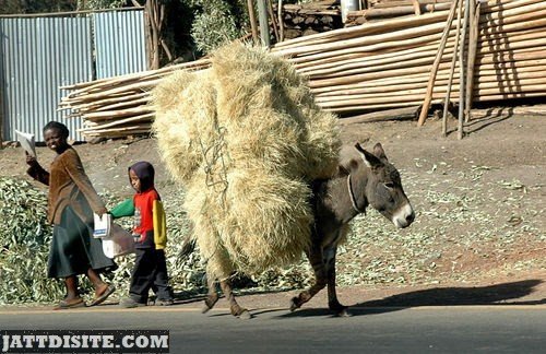 Donkey With The Bundle OF Dry Grass