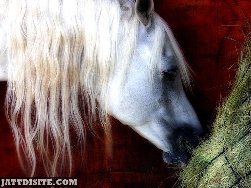 Dreamy White Horse