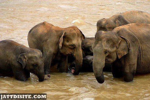 Elephant Enjoying In The Muddy Water