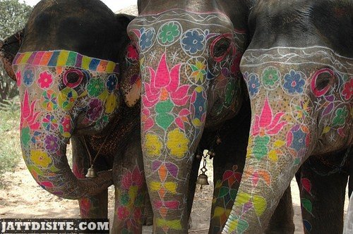 Elephant With Coloured Tunks