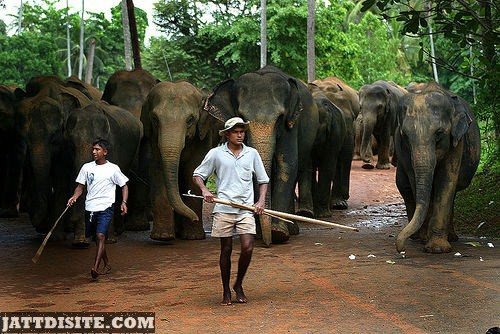 Elephants With Men
