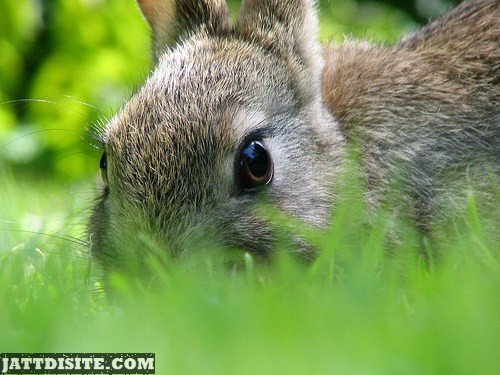 Extreme Close Up Of Rabbit Face