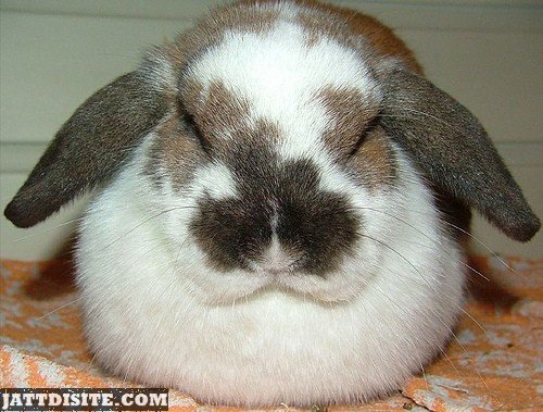 Fluffy White And Brown Rabbit