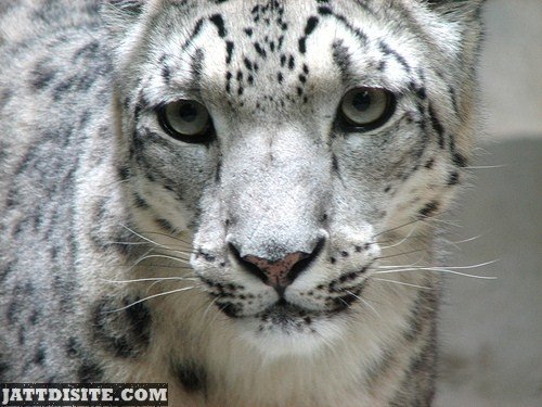 Forlorn White  Leopard