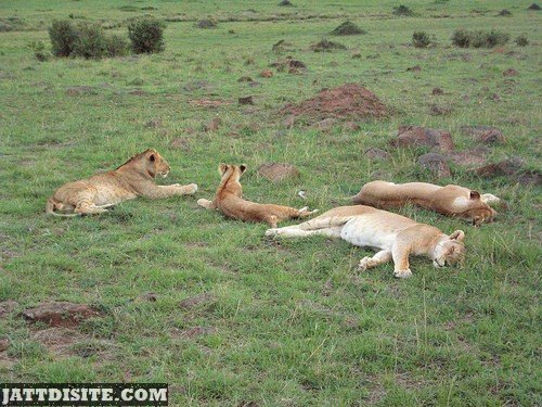 Four Wild Lions
