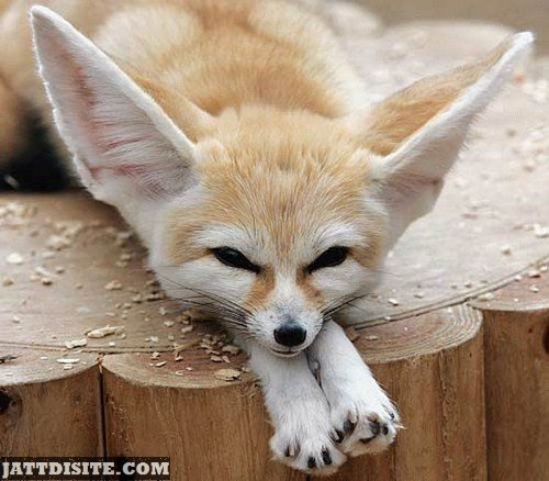 Fox In The Zoo