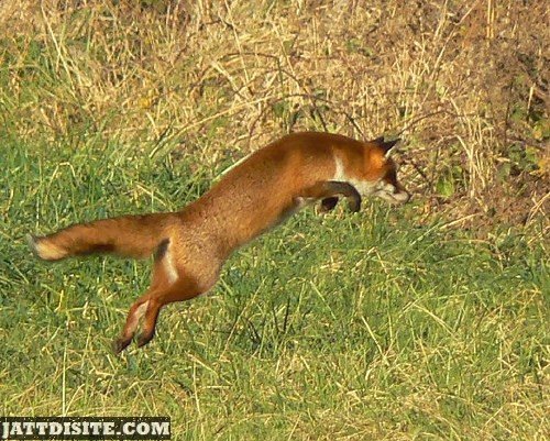 Fox Jumping On His Prey