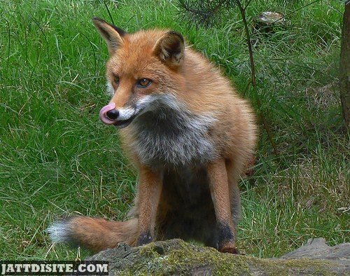 Fox Licks His Nose