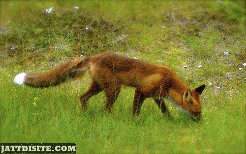 Fox Looking For Something In The GRass