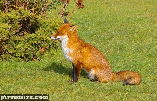 Fox Sitting On The Green Grass