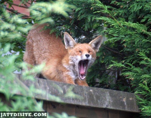 Fox Streching In The MOrning